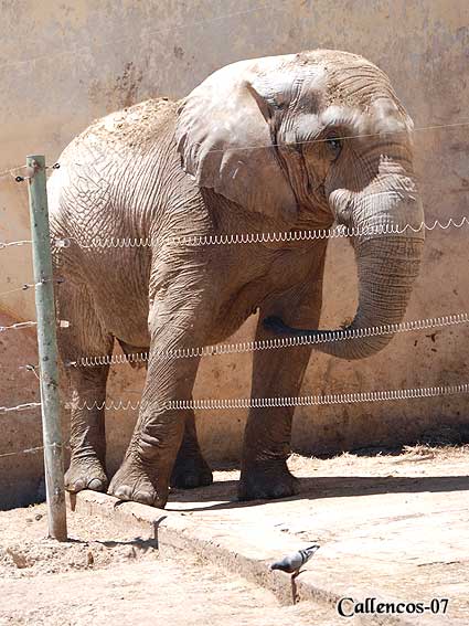 3DSC_0310_elefant 