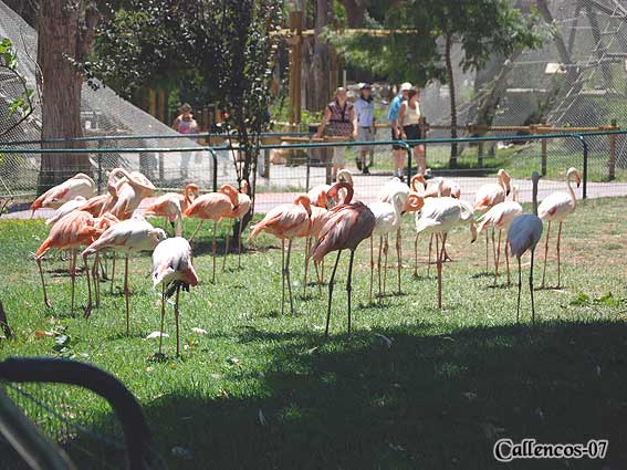 3DSC_0314_flamingo 