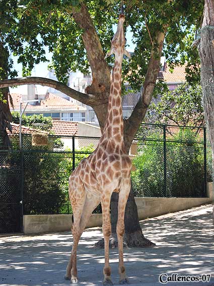 3DSC_0341_giraff 