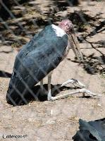 3DSC_0217_maraboustork 