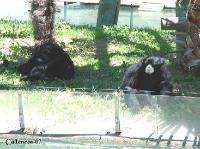 3DSC_0221_siamang 