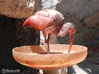 3DSC_0234_rod_ibis 