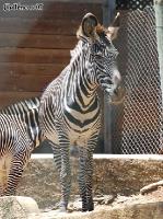 3DSC_0256_zebra 