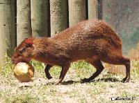 3DSC_0265_agouti 