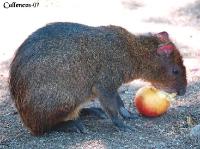 3DSC_0266_agouti