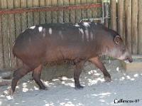 3DSC_0269_tapir 
