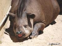 3DSC_0291_tapir