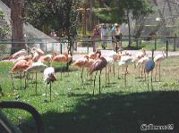 3DSC_0314_flamingo