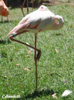 3DSC_0315_flamingo