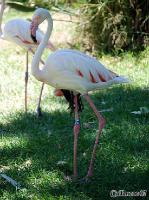 3DSC_0317_flamingo 