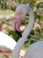 3DSC_0318_flamingo
