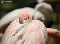 3DSC_0319_flamingo