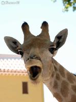 3DSC_0338_giraff