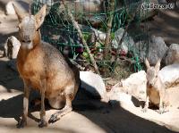 4DSC_0039_capybara 