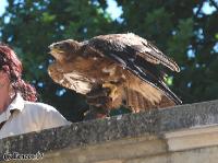 4DSC_0147_birds
