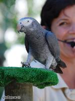 4DSC_0159_birds