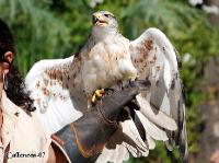 4DSC_0171_birds