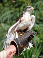 4DSC_0176_birds