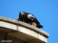 4DSC_0182_birds