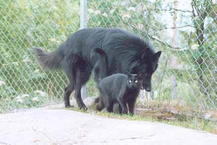 Marcus & Pascha out taking a walk at kennel A-Te-Ell's place. Summer 2002.