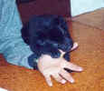 4 weeks old playing with Tobbe. Photo Callencos