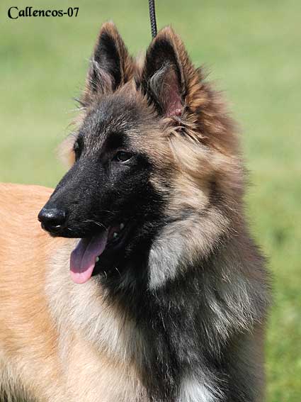 0379_EternitysWolf 