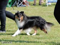 0155_Sheltie_BIR_hanen 