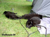 Virus, Vinny & Valdo, visiting a show for White Shepherds 2005-08-13.