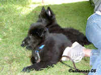 Virus & Valdo, visiting a show for White Shepherds 2005-08-13.